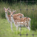 Plastic Deer Fencing